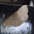 Geometrid Moth - male