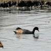 Coot: Red-knobbed Coot