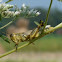 Differential grasshopper