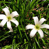 Atamasco lily