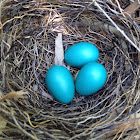 American Robin Eggs