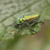 Green Scarabs