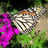 Monarch Butterfly - female