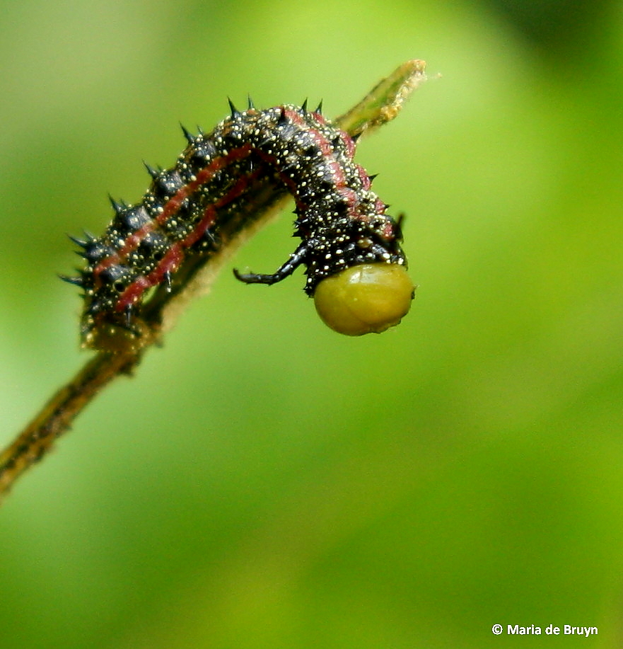 Southern pink-striped oakworm moth caterpillar