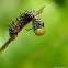 Southern pink-striped oakworm moth caterpillar