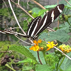 Zebra Longwing