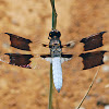 Common Whitetail Dragonfly