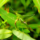 Bush katydid