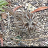 Song Sparrow