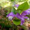 Fringed Polygala