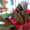 Common Evening Brown Butterfly