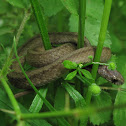 Brownsnake