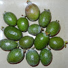 Pine apple guava