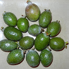 Pine apple guava