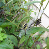 Yellow Garden Spider (Female)