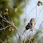 song sparrow