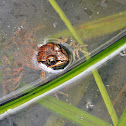 Red-legged Frog (Californian)