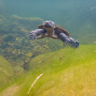 Kreffts River Turtle?
