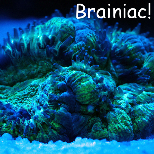 Brainiac LOGO-APP點子