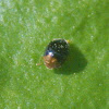 Dusky Lady Beetle