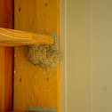 Swallo Nest