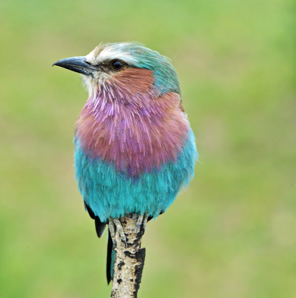 Lilac-breasted Roller | Project Noah