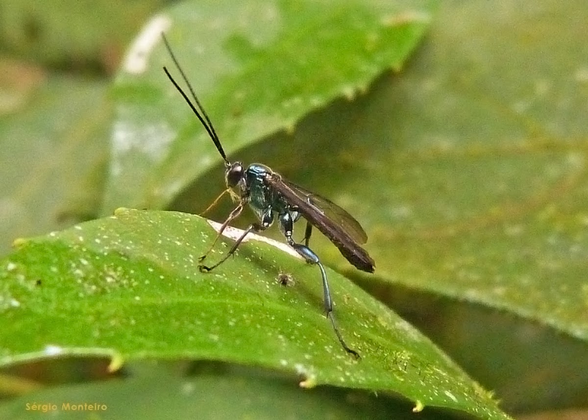 Vespa Icnêumon (Ichneumonid wasp)