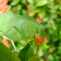 Greater Anglewing Katydid / Esperança