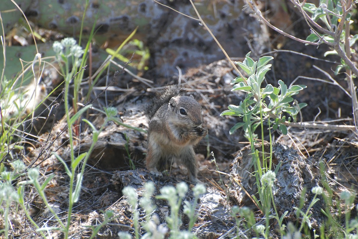 Harris's Antelope Ground Squirrel'