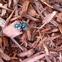 Three spotted jumping spider