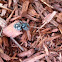 Three spotted jumping spider