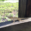 Puerto Rican crested anole