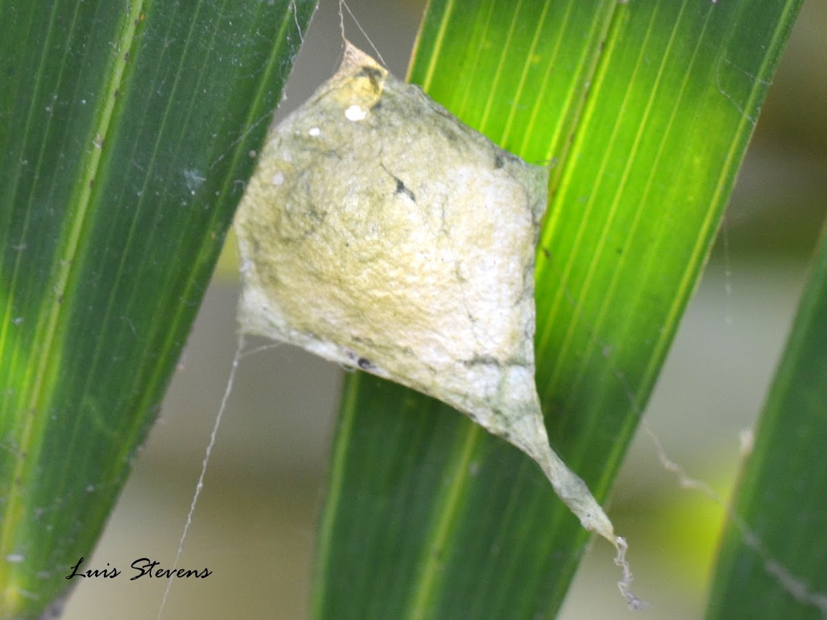 Spider Egg sac