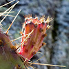 Nopal (Prickly Pear)
