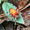 Marbled orbweaver