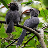 Indian Grey hornbill