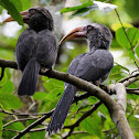 Indian Grey hornbill