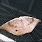 Hook-Tip Leaf Moth
