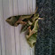 pandorus sphinx moth