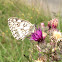 Marbled White