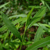 Japanese Stiltgrass
