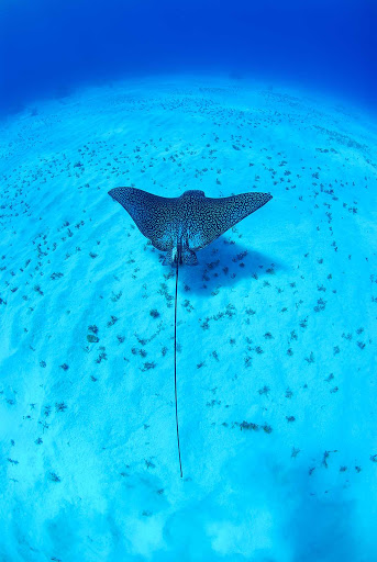 A stingray in the Cayman Islands.