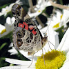 American Lady Butterfly