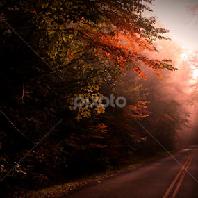 The High Road by Paul Mays - Landscapes Forests