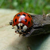 Ladybird Beetle