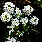 Sweet Alyssum