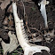 White-tailed Deer bones