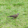 Spotted Dove