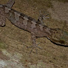 Philippine Bent-toed Gecko