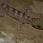 Philippine Bent-toed Gecko